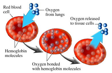 oxigeno