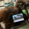 Experimento proveerá iPads a orangutanes para que desarrollen su propia red social.